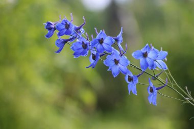 çiçek alanında Güneş'ten ışık
