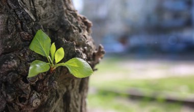 Ağaçta yeni bir yaprak