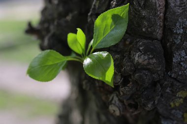 ağacın yeni yaprağı