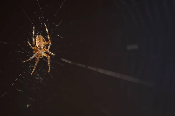 Makrospinne im Netz — Stockfoto