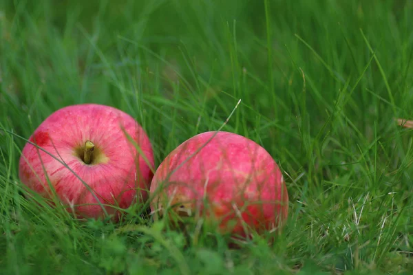 Apfelernte auf dem Gras — Stockfoto