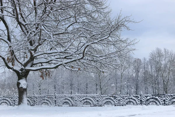 Winter snow on lonely tree PARK — Stock Photo, Image