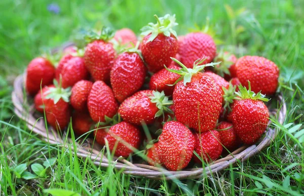Fresh strawberry outdoor — Stock Photo, Image