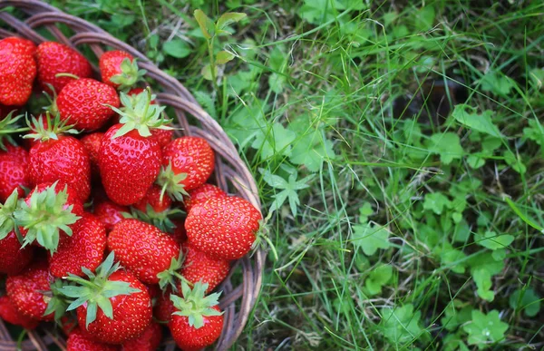 Fresh strawberry outdoor — Stock Photo, Image