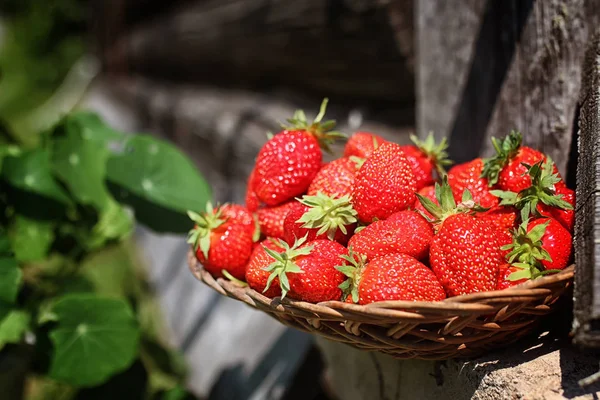 Fragola su borsa di vimini all'aperto — Foto Stock