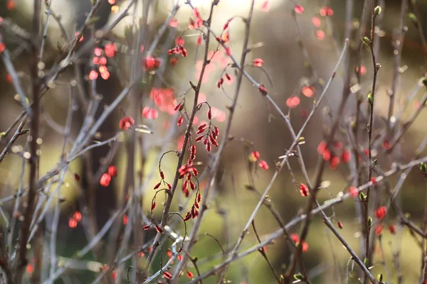 Berry dřišťál při západu slunce — Stock fotografie