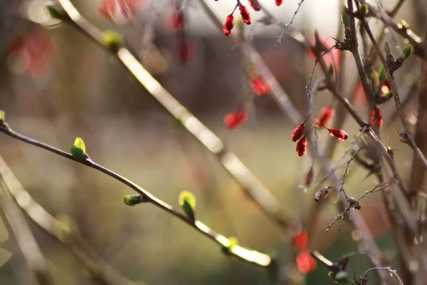 Baga barberry ao pôr do sol — Fotografia de Stock