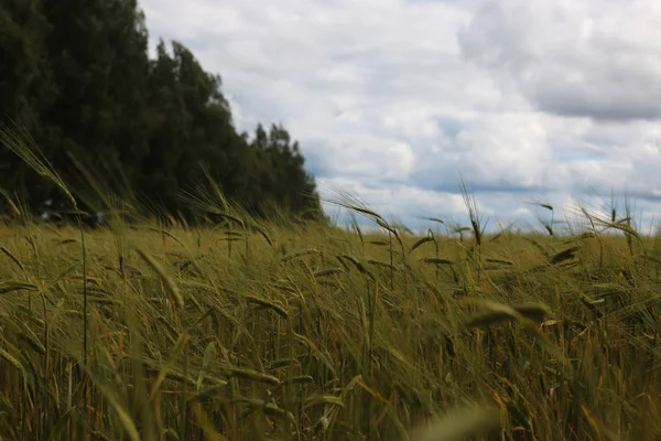 Зерновые ржаные поля — стоковое фото
