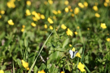 bir alandaki vahşi bahar çiçek