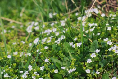 çim ve çiçek bir alanda bahar