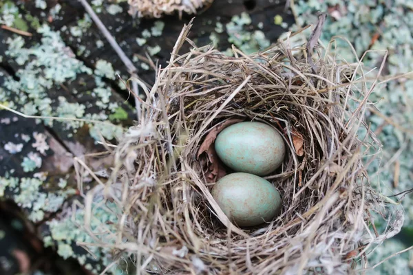 Het nest van de vogel in de natuur — Stockfoto