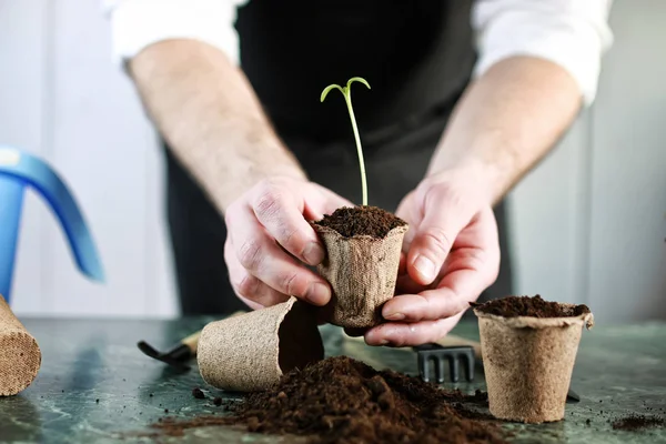Gardener hand sprout table — Stock Photo, Image