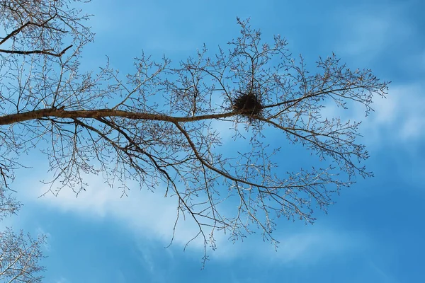 Vögel nisten auf dem kahlen Baum — Stockfoto
