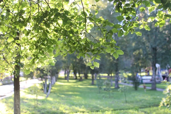 Park yaprak güneş — Stok fotoğraf