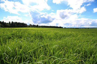 Peyzaj çayır gökyüzü bulut
