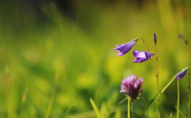 renkli çiçek günbatımı alanında