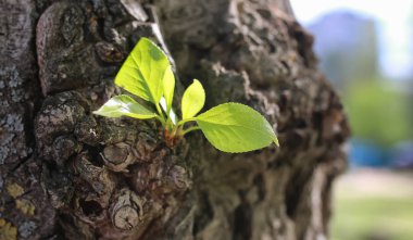 Ağaçta yeni bir yaprak
