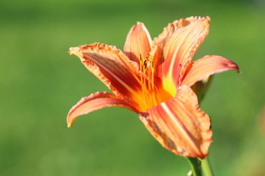 çiçek liliac yaprağı