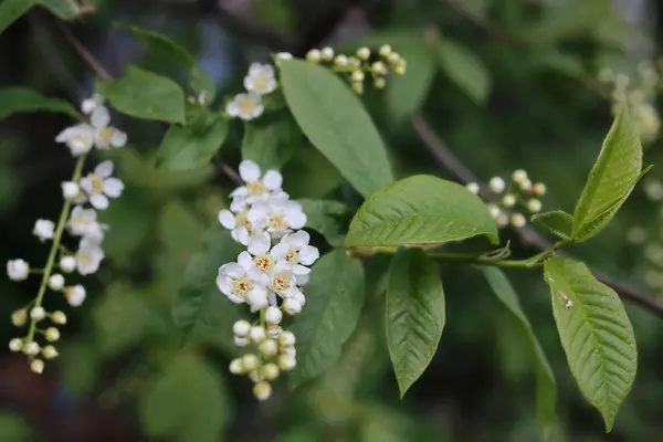 Spring macro leaf and flower of new life — Stock Photo, Image