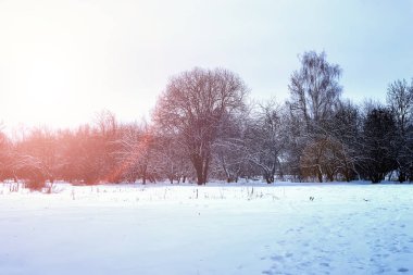 Güneşin doğuşu kış parkı ağaçları