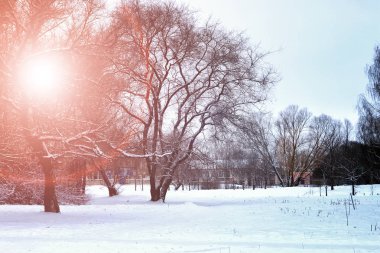 Güneşin doğuşu kış parkı ağaçları