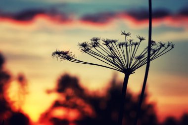gün batımı bitki dal yaz