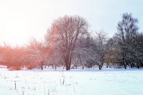 Nascer do sol paisagem inverno parque árvores — Fotografia de Stock