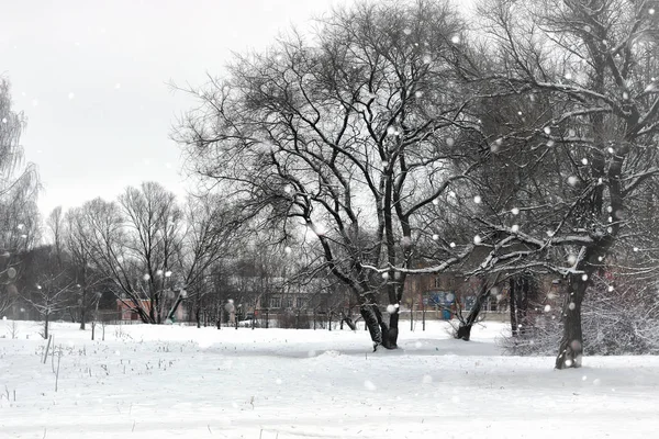 Пейзажні зимові паркові дерева — стокове фото