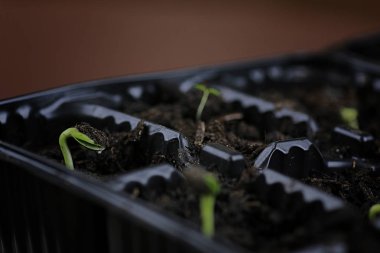 küçük Fideler tohumlarından