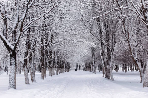 Parc central urbain le premier jour enneigé de l'hiver — Photo