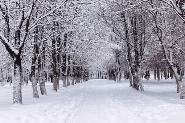 겨울의 첫 눈이 날에 도시 중앙 공원 — 스톡 사진