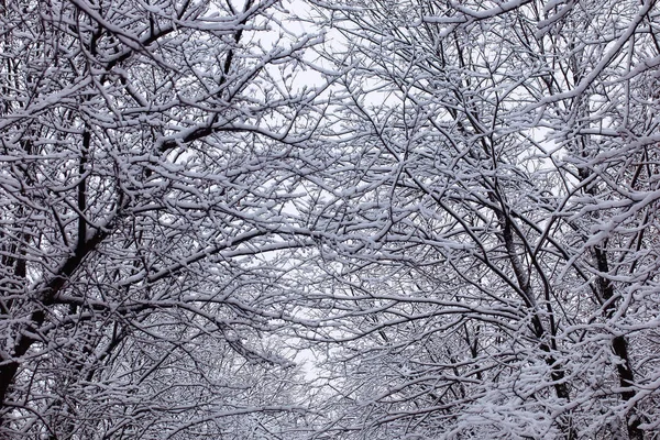 Miejski park centralny pierwszego dnia śnieżne zimy — Zdjęcie stockowe