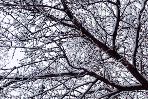 Miejski park centralny pierwszego dnia śnieżne zimy — Zdjęcie stockowe