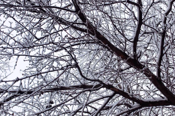 Parque central urbano no primeiro dia nevado de inverno — Fotografia de Stock