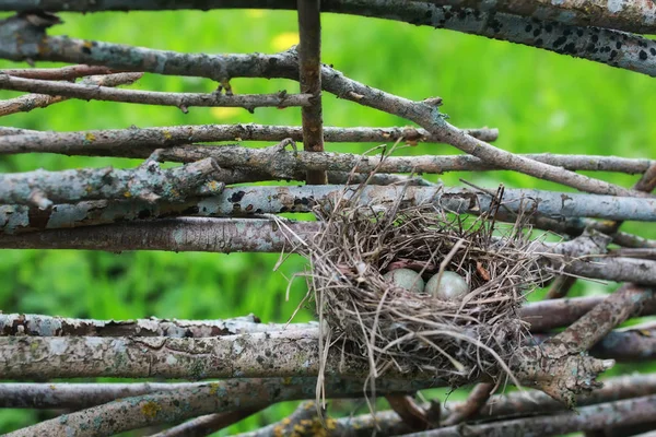 在大自然中的鸟巢 — 图库照片