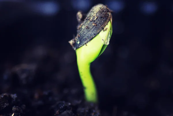 Коробочка с мелким ростком из семян — стоковое фото