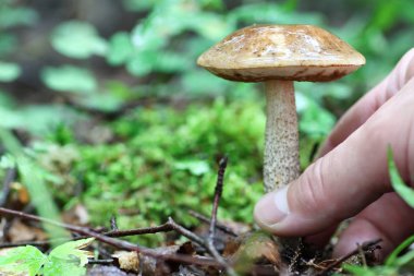 Boletus mantar adam