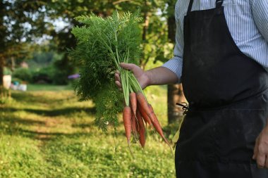 havuç hasat bir elinde tutan bahçıvan adam