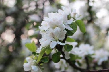 elma ağacı ile parlak beyaz çiçek çiçeklenme