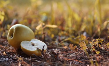 Yeşil elma hasat yerdeki açık