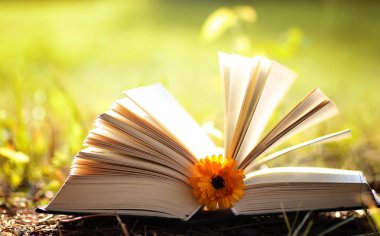 Sarı sonbahar açık kitap