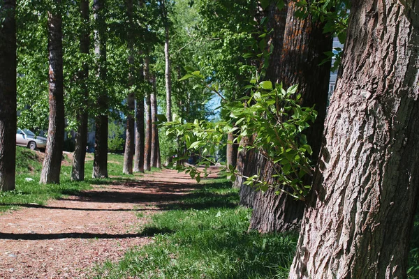 Sokak ortasında bahar çiçek yaprakları ile kavak