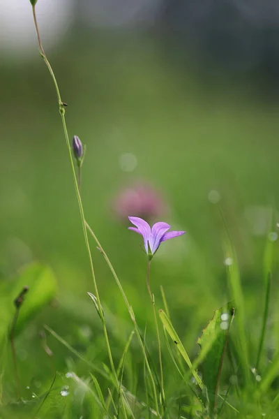Flor púrpura campana en la naturaleza — Foto de Stock