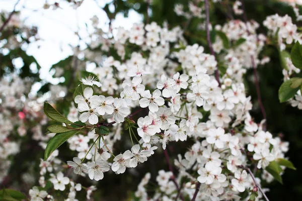 Melo fiorito con fiori bianchi brillanti — Foto Stock