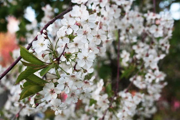 Blommande äppelträd med vita blommor — Stockfoto