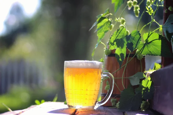 Piwa szkła drewniane hop odkryty — Zdjęcie stockowe