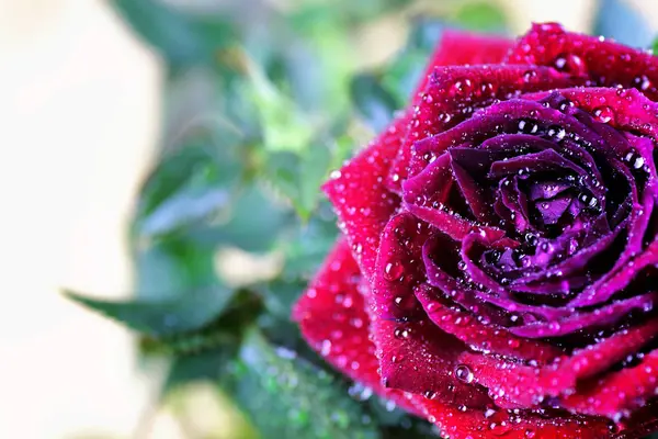 Rose bud drop macro — Stock Photo, Image