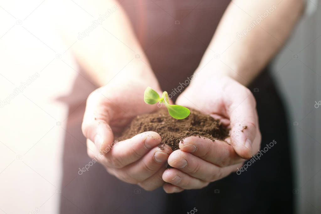 sunlight on man hand holding sprout in palms