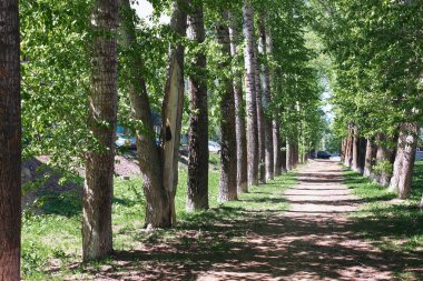 Sokak ortasında bahar çiçek yaprakları ile kavak