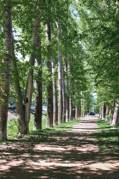 Alley of poplars with blossoming leaves in the middle of spring — Stock Photo, Image